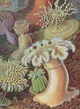 The Art and Science of Ernst Haeckel - Райнер Віллманн, Юлія Восс (9783836584289) - зображення 3