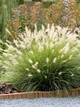 Пеннисетум Pennisetum "Hameln" С1 - изображение 1