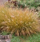 Пеннисетум Pennisetum "Hameln" С1 - изображение 2