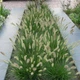 Пеннисетум Pennisetum "Hameln" С1 - изображение 3