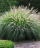 Пеннисетум Pennisetum "Hameln" С1 - изображение 4