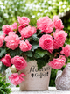 Бегонія Cascade Odorosa Sweet Pink - зображення 1