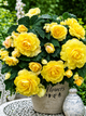 Бегонія Cascade Odorosa Yellow Flame - изображение 1