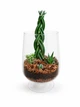 Ексклюзивний авторський флораріум Aqua-Tech Exclusive Florarium, FL003 - зображення 1