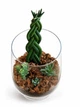 Ексклюзивний авторський флораріум Aqua-Tech Exclusive Florarium, FL003 - зображення 2