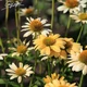 Эхинацея пурпурная ‘Mellow Yellow’, контейнер 2л - изображение 3