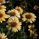 Эхинацея пурпурная ‘Mellow Yellow’, контейнер 2л - изображение 4