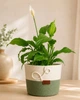 Кашпо Giardino Oliva, 22х16 см, колір шавлія + айворі - изображение 1