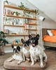 Лежанка для собак WAUDOG Relax, Доріс велюр, зі знімним чохлом, бежева, розмір M (80 см x 55 см) - зображення 2