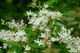 Бірючина звичайна. (Ligustrum vulgare) C3 - зображення 4