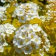 Спірея Вангутта Голд Фонтейн (Spiraea × vanhouttei Gold Fountain) декоративний кущ в горщику C3 - зображення 2
