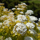 Спірея Вангутта Голд Фонтейн (Spiraea × vanhouttei Gold Fountain) декоративний кущ в горщику C3 - зображення 3