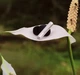 Наушники Bang & Olufsen Beo Grace Natural Aluminium (1240900) - изображение 10
