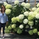 Гортензія деревоподібна Анабель. (Hydrangea arborescens Annabelle) P9 - зображення 1