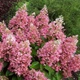 Гортензия метельчатая Pink Queen (Pink Queen) С3 - изображение 1