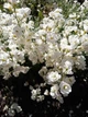 Арабис Кавказский Плена/Ризуха. (Arabis caucasica Plena) Р9 - изображение 1