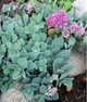 Очиток Седум Еверса (Sedum ewersii) Р9 - зображення 1