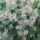 Очиток Седум Лайм Зингер (Sedum Sunsparkler Lime Zinger) Р9 - изображение 4