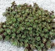 Очиток Седум Лайм Зингер (Sedum Sunsparkler Lime Zinger) Р9 - изображение 5