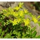 Очиток лозовидный (Sedum sarmentosum) Р9 - изображение 5