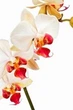 Орхідея (підліток зараз без квітів) TopDreams фаленопсис Phal Grandiflora Pandora Red Lip квіти 7,5 см 1.7 (торфстакан) - изображение 4