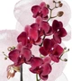 Орхідея (підліток зараз без квітів) TopDreams фаленопсис Phal Grandiflora Burgundy Red квіти 8,5 см 1.7 (торфстакан) - изображение 2