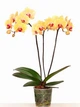 Орхідея (підліток зараз без квітів) TopDreams фаленопсис Phal Grandiflora Solid Yellow 1.7 (торфстакан) - изображение 4