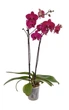 Орхідея (підліток зараз без квітів) TopDreams фаленопсис Phal Grandiflora Burgundy Red квіти 8,5 см 1.7 (торфстакан) - изображение 6