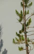 Сосна Пиния (Pinus pinea) — Итальянская сосна для сада и террас (Высота 140 см) - изображение 4