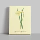 Интерьерная картина Ботаническая иллюстрация, Narcissus Moschatus, растения, интерьерный постер, 40×30 см (id7156) - изображение 1