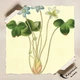 Постер Ботаническая иллюстрация, Hepatica Triloba, растения, интерьерный постер, A3 40×30 см (id7154) - изображение 4