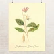 Постер Ботаническая иллюстрация, Erythronium Dens Canis, растения, интерьерный постер, A3 40×30 см (id7157) - изображение 1