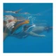 Переговорное устройство Ocean Reef Snorkie Talkie для маски Aria водонепроницаемое до 3 метров радиус действия 300 метров (502426 (OR015100) - зображення 5