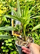 Пальма Trachycarpus Wagnerianus, горщик ⌀12 - изображение 2