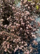 Пухироплідник калинолистий Літл Джокер (Physocarpus opulifolius 'Little Joker') - зображення 1