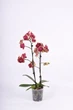 Орхідея (підліток зараз без квітів) TopDreams фаленопсис Phal Flaming Mirage Lips red/yellow rim, multiflora - New! Exclusive Edition 1.7 - изображение 2