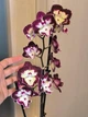 Орхідея (підліток зараз без квітів) TopDreams фаленопсис Phal Velvet Eclipse Lips - New! Exclusive Edition (Дхарма) 1.7 - изображение 3