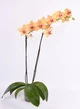 Орхідея (підліток зараз без квітів) TopDreams фаленопсис Phal 6559 Grandiflora Honey Yellow (Orange redlip) квіти 8,5 см 1.7 - изображение 2