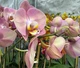Орхідея (підліток зараз без квітів) TopDreams фаленопсис Phal Honey Peach, квіти 10 см, 1.7 (торфстакан) - зображення 7