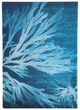 Notatnik Paperblanks Anna Atkins – Kwiaty morskie 12 x 18 cm 176 stron w linie (9780349713670) - obraz 2