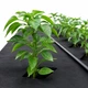 Агроволокно чорне мульчувальне AgroStar 1.05×50 м, 50 г/м² — захист від бур'янів та збереження вологи в ґрунті - зображення 9