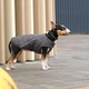 Жилет для собак Pet Fashion E Vest серый демисезонный из полиэстера размер XS - изображение 3