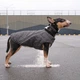 Жилет для собак Pet Fashion E Vest серый демисезонный из полиэстера размер XS - изображение 6