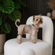 Шорты для собак Pet Fashion Leo бежевые льняные на лямках на лето размер XXS - изображение 7