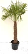 Пальма Трахікарпус Форчуна Trachycarpus Fortunei, стовбур 120 см, горщик 70 л — велика морозостійка віялова пальма - зображення 1