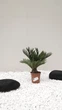 Цикас революта (Cycas revoluta), також відомий як сагова пальма, - ефектна екзотична рослина з Іспанії для будинку, офісу - зображення 1