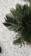 Цикас революта (Cycas revoluta), також відомий як сагова пальма, - ефектна екзотична рослина з Іспанії для будинку, офісу - зображення 2