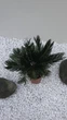 Цикас революта (Cycas revoluta), також відомий як сагова пальма, - ефектна екзотична рослина з Іспанії для будинку, офісу - зображення 4