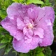 Гібіскус сирійський 'Lavender Chiffon' ®. Контейнер 0,5л - зображення 1
