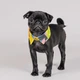 Воротник для собак Pet Fashion BRIGHT желтый из хлопка размер XS-XS2 - изображение 2